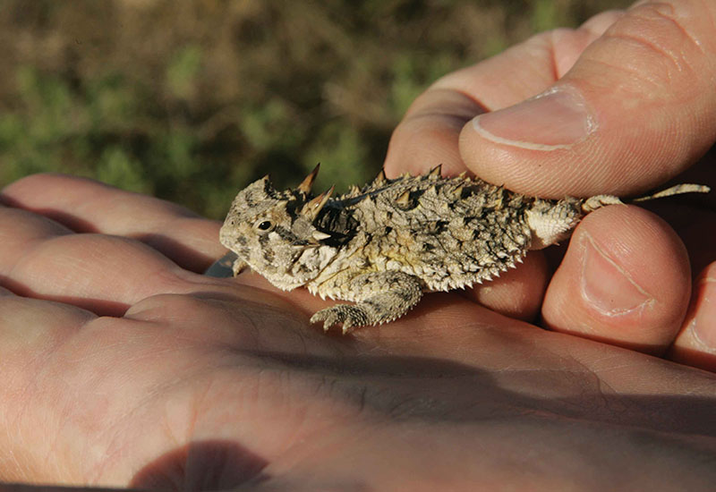 Texas Horned Lizard in the palm of a hand.