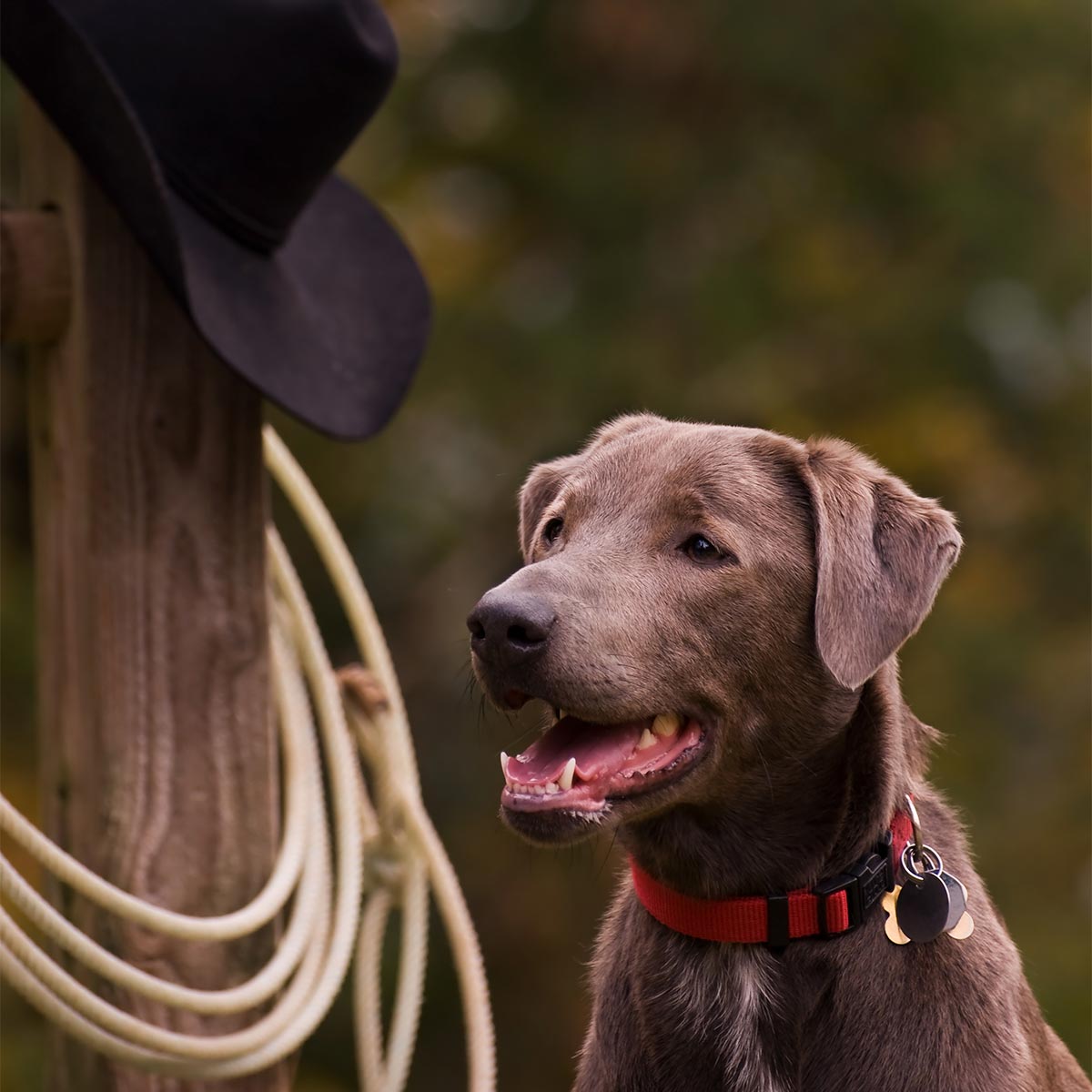 texas lacy game dog